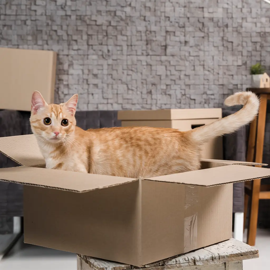 Katze Umzug Stress vermeiden